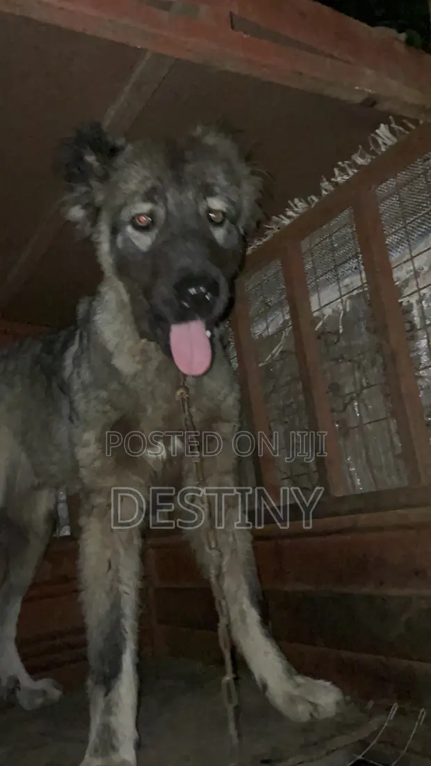 Purebred Caucasian Shepherd Dog, 6-12 Months - 1