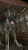Purebred Caucasian Shepherd Dog, 6-12 Months - 1