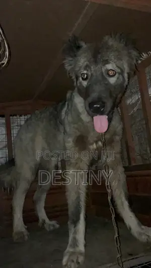 Purebred Caucasian Shepherd Dog, 6-12 Months