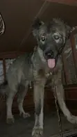 Purebred Caucasian Shepherd Dog, 6-12 Months - 2