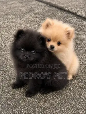 Zuriya Mai Kyau Ta Pomeranian (Mace, Watanni 1-3)