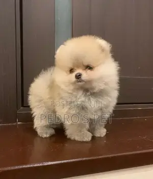Yar Pomeranian Mai Tsarki (Mace, Watan 1-3)