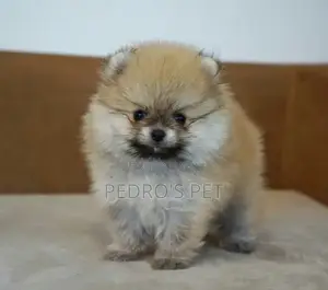 Kare Pomeranian Mace, 'Yan Wata 1-3