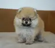Kare Pomeranian Mace, 'Yan Wata 1-3 - 1