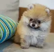 Kare Pomeranian Mace, 'Yan Wata 1-3 - 2