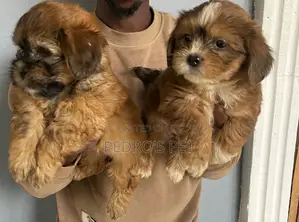 Zuriya Mai Tsarki Ta Lhasa Apso - Namiji Mai Wata 1-3