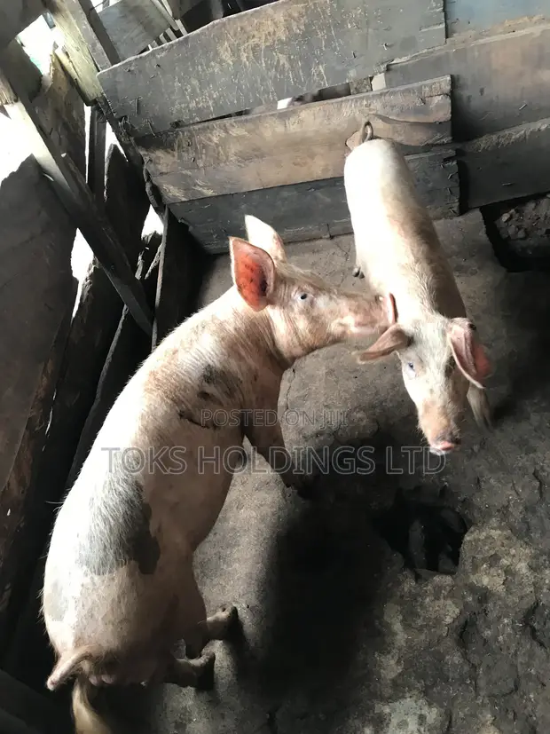 2 Active Boars for Sale (80-120kg) - 1