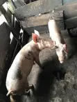 2 Active Boars for Sale (80-120kg) - 1