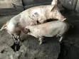 2 Active Boars for Sale (80-120kg) - 2