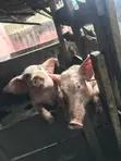 2 Active Boars for Sale (80-120kg) - 3