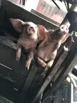2 Active Boars for Sale (80-120kg) - 4