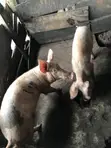 2 Active Boars for Sale (80-120kg) - 5