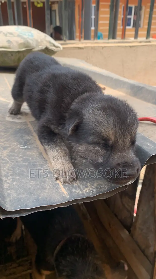 Kare German Shepherd Namiji Mai Tsarki, Watan 0-1 - 1