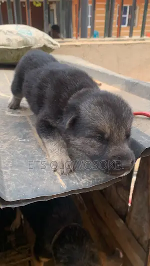 0-1 Month Male Purebred German Shepherd Puppy
