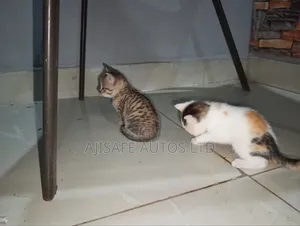 Female Mixed Breed American Shorthair Kitten