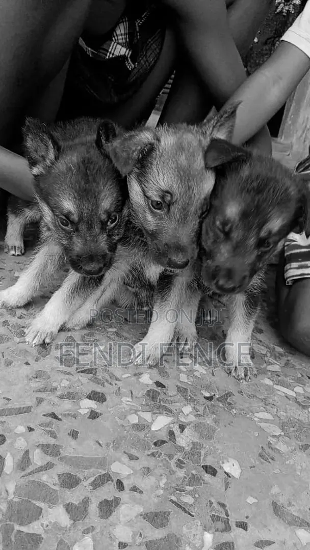 1-3 Month Old Female Purebred German Shepherd - 1