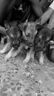 1-3 Month Old Female Purebred German Shepherd - 1