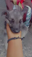 1-3 Month Old Female Purebred German Shepherd - 2