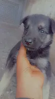1-3 Month Old Female Purebred German Shepherd - 3