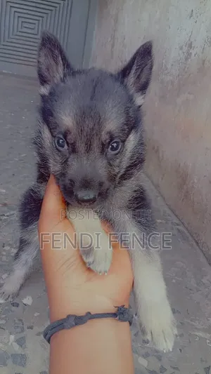 Macefiyar 'Yar German Shepherd Mai Tsarki, Watan 1-3