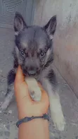 1-3 Month Old Female Purebred German Shepherd - 4