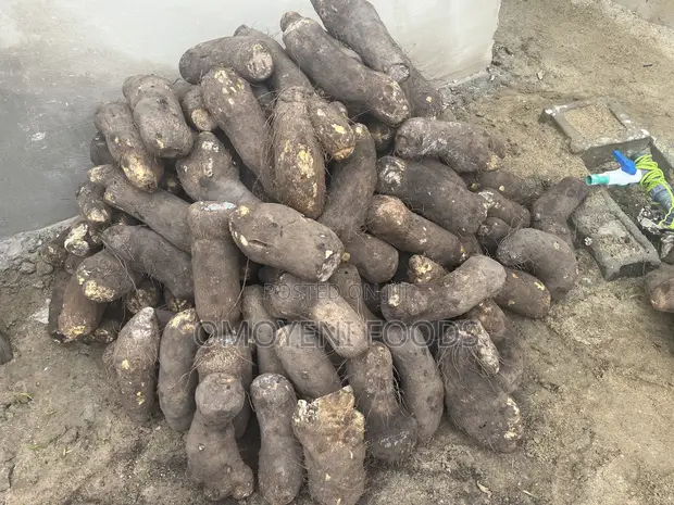 Fresh Farm Yams for Sale - Bulk & Retail - 1