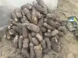 Fresh Farm Yams for Sale - Bulk & Retail - 1