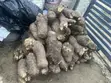 Fresh Farm Yams for Sale - Bulk & Retail - 3