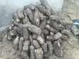 Fresh Farm Yams for Sale - Bulk & Retail - 4