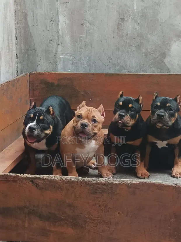 Purebred American Bully Female Puppy (3-6 Months) - 1