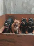 Purebred American Bully Female Puppy (3-6 Months) - 1