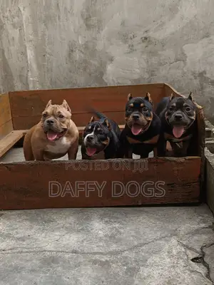 Purebred American Bully Female Puppy (3-6 Months)