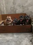 Purebred American Bully Female Puppy (3-6 Months) - 2