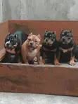 Purebred American Bully Female Puppy (3-6 Months) - 3