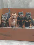 Purebred American Bully Female Puppy (3-6 Months) - 4