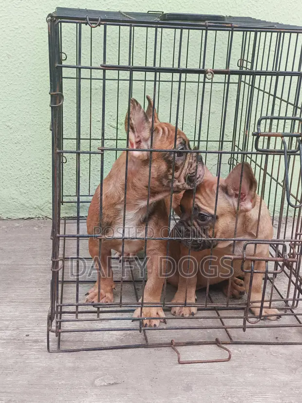 3-6 Months Male Purebred French Bulldog Puppies - 1