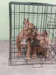 3-6 Months Male Purebred French Bulldog Puppies - 1