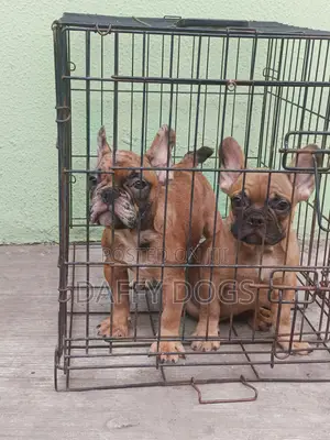 3-6 Watan Jini Maza Purebred French Bulldog 'Yan Kura