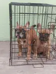 3-6 Months Male Purebred French Bulldog Puppies - 2