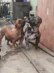 3-6 Months Male Purebred French Bulldog Puppies - 3