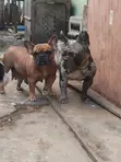 3-6 Months Male Purebred French Bulldog Puppies - 4