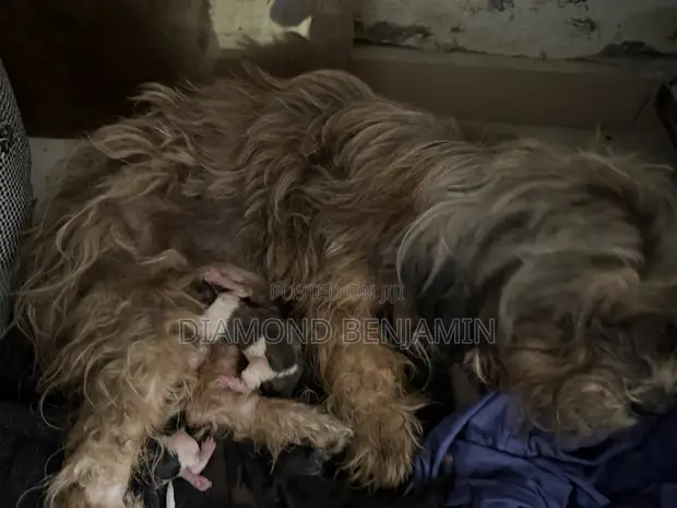 1+ Year Old Female Purebred Lhasa Apso - 1