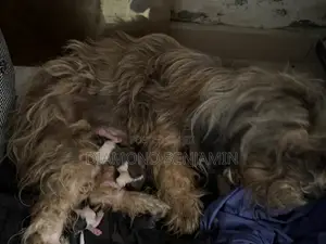 Mace mai tsarki ta Lhasa Apso, sama da shekara 1