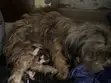 Mace mai tsarki ta Lhasa Apso, sama da shekara 1 - 1