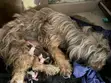 Mace mai tsarki ta Lhasa Apso, sama da shekara 1 - 2