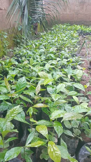 Coffee Seedlings - Oyebuk Agro Business Enterprise