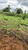 2 Plots of Land for Sale in Ife, Osun State - 3