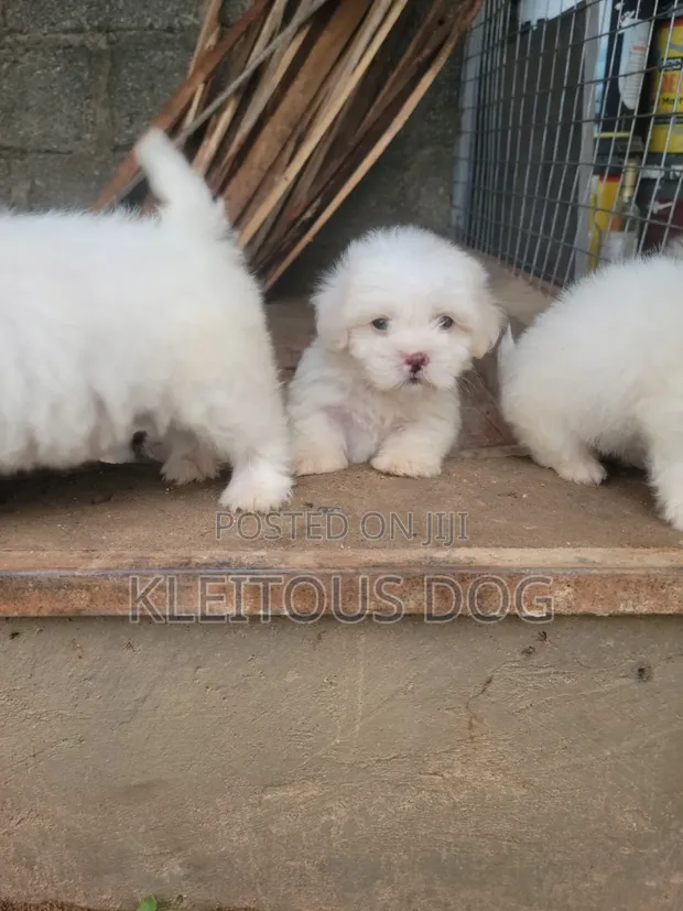 Kare Lhasa Apso Mace Mai Tsarki, Watan 1-3 - 1