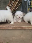 Kare Lhasa Apso Mace Mai Tsarki, Watan 1-3 - 1