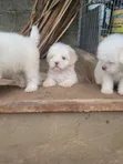 Kare Lhasa Apso Mace Mai Tsarki, Watan 1-3 - 2